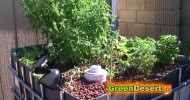 IBC Aquaponics update, tips, Organic fish food, & cycling process