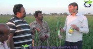onion With Plantonics Organic fertilizer | Organic Plant Growth Promoter | Gujarat bio Organics |