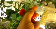 Organic Garden Set Up  Aquaponic Cherry Tomatoes