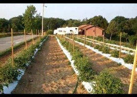 Organic Garden update June 10th