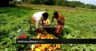 Possibilities of organic farming :Namukku Pacha Thodam