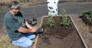 Raised Bed Gardening with Organic Soil/ Reviving Rootbound Plants