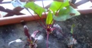 The Balcony Organic Garden Update Video 8 “Beets”