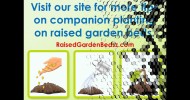 The Best Tips for Raised Bed Gardening with Companion Plants