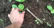 Coffee Ground Compost For Organic Garden
