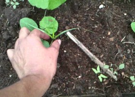 Coffee Ground Compost For Organic Garden