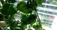 Deep Water Culture Hydroponics System- Tomatoes Easy to Grow