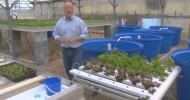 Greenhouse Aquaponics – From the Ground Up