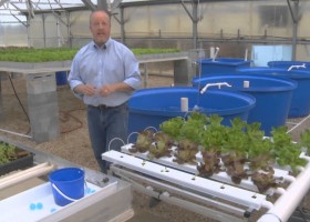 Greenhouse Aquaponics – From the Ground Up