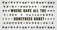 The case of the vanishing honeybees – Emma Bryce