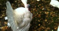 White Holland Turkeys Free-Rangin
