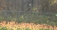 wild turkeys on the fence.3GP