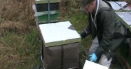 wintering Buckfast bees in Finland